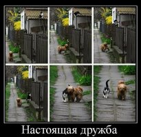 Скажи мне кто твои друг... или необыкновенная дружба