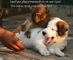 Скажи мне кто твои друг... или необыкновенная дружба