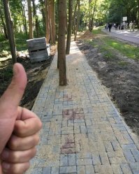 После укладки тротуарного камня его просыпают песком ... Технология такая ....  А вот про деревья посреди дорожки ....