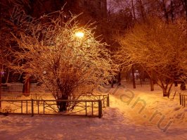 Ледяной дождь в Москве (лет пять назад), дерево во дворике на Большой Дорогомиловской улице.