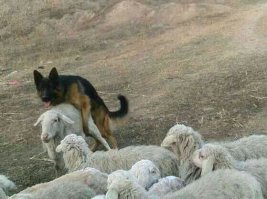 Восточные страны до и после Исламской революции