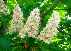 А хде каштан, непорядок...