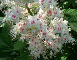 А хде каштан, непорядок...