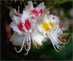 А хде каштан, непорядок...