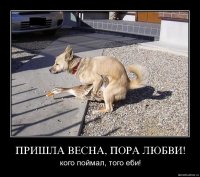 Дональду Даку и не снилось: утка-пришелец спасла тоскующего пса в годовщину смерти его подруги