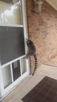 За узбагоительным походу полез)