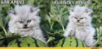 Интересное об арбузе