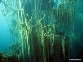 про Каинды немного неверно..
над водой торчат голые стволы..
а вот под водой сохранились ветки..
скорее всего из-за чистейшей проточной воды и низкой температуры оной..