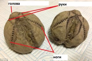 Зародыш женского пола