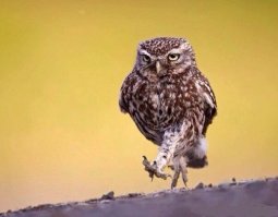 Домовый сыч