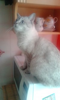 А это моя зверюга)))