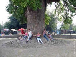 Тюльпановое дерево в Головинке, Сочи... Это нечто!