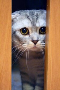 Коты-оборотни