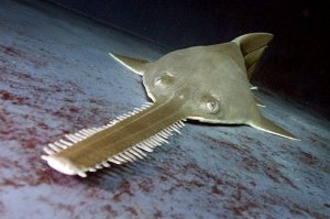 минусующие меня просто умиляют!)))
Веселыми чтоль глазки показались?
