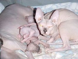 Коты-оборотни