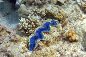 Этот моллюск не рыба, но убивать тоже умеет. Просто сжимает пальчик любопытного растяпы и уже не отпускает. Оторвать ото дна или открыть створки подручными средствами почти невозможно. А когда он раскроется, то уже поздно...