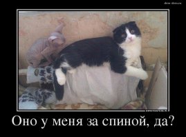 Коты-оборотни