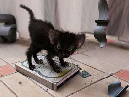 Коты-оборотни