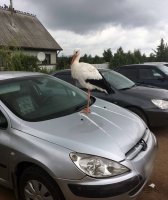 Змей Горыныч наоборот.