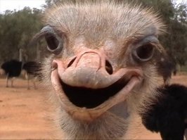 Новозеландская бегунья прервала забег, чтобы помочь упавшей сопернице