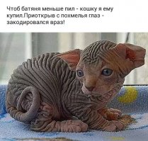 Коты-оборотни