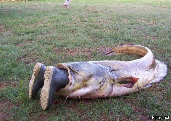 10 малоизвестных рыб-убийц 