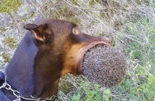 Скажи мне кто твои друг... или необыкновенная дружба