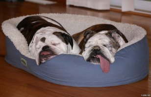 Собаки, которые провели лето лучше, чем многие из нас