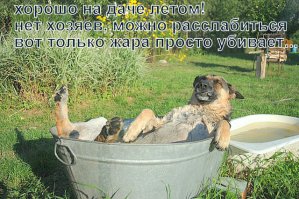 Собаки, которые провели лето лучше, чем многие из нас