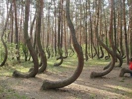 Все верно.Этот кривой лес в Польше. Всего в лесу насчитывается около 400 изогнутых сосен. Предположительно, сосны были посажены там около 1930 года и были специально искривлены для производства мебели. Все сосны выгнуты на север. Но не для мебели, как предполагают некоторые. Изогнуты на север для уплотнения годовых колец с северной стороны. Искривлялись планомерно. Применялись для изготовления шпангоутов при постройки маломерных плавсредств типа шлюпок или рыбацких лодок.