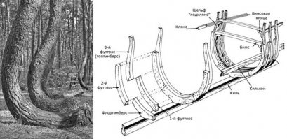 Лес находится на западе Польши, недалеко от города Грыфино (Gryfino). С этими деревьями много легенд связано, а объясняется просто - цельный деревянный шпангоут крепче составного.