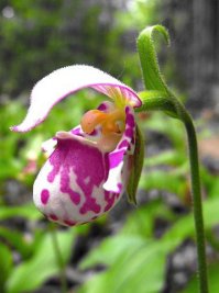 венерин башмачок крапчатый Прекрасным и изысканным цветком наших лесов считается венерин башмачок крапчатый. Данное растение встречается на Дальнем Востоке и в Сибири. Этот цветок обитает в смешанных и хвойных лесах. Два ярко-зеленых широких листа покрывают изящный стебель, цветонос выпускается в середине июня. Он заканчивается бутоном, превращающимся вскоре в небольшую туфельку. В российских лесах растет 3 вида данного растения: башмачок Ятабе, макрантон и кальцеолус. У кальцеолуса желтая губа, а крышечка башмачка и длинные лепестки бордово-коричневого оттенка. На цветоносе может быть 2-4 цветка. А вот у макрантона они покрыты мелкой сеточкой линий бордового оттенка по красно-фиолетовому или лиловому полю. При этом башмачок Ятабе пестренький, с фиолетовыми и желтыми крапинками.Интересно, что даже одиночный такой цветок очень эффектен. Если же видишь их несколько, то захватывает дух от восхищения. Эти цветы потрясающе пахнут, источая изысканный аромат. Причем у каждого он свой. Все башмачки развиваются очень долго и зацветают лишь на 18год.