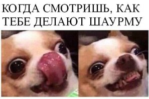 Смешные мысли собак, которым чуждо человеческое веселье