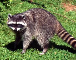 енотовидная собака и енот,не перепутай!!!