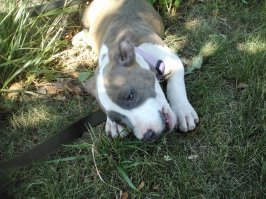 Выполняю обещание - сегодня купили ,на даче грызет мосолик ))))7.06 20016 рождена