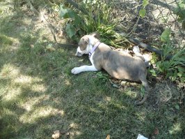 Выполняю обещание - сегодня купили ,на даче грызет мосолик ))))7.06 20016 рождена