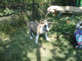 Выполняю обещание - сегодня купили ,на даче грызет мосолик ))))7.06 20016 рождена