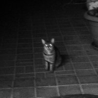 просто неудачно сфотографировала кошку...