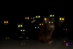 Реальные снимки, которые выглядят как кадры из фильмов ужасов