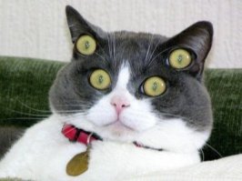 Шокирующие снимки из полиции демонстрируют, как преступность и метамфетамин разрушили красоту юноши