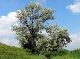 Дом у меня на даче построен под деревом. Называется дерево - "Лох серебристый"
