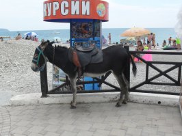 медведь в кустах.. а на пляже его функции выполняет осел