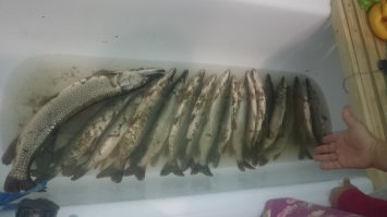 Утром в субботу с сыном съездили с 5-30 до 9-00. Дольше предвкушение мероприятий по разделке рыбы не позволило мне на берегу оставаться