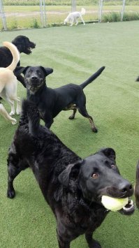 собака-улыбака полная противоположность чендлеру