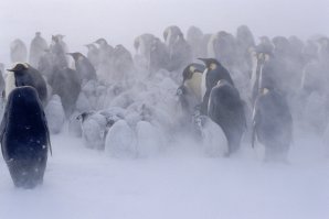 Красиво прошёл :) Видать в прошлой жизни этот пингвин был военным. 
В любом случаи - в талисмане в виде пингвина для армии "северной страны" ничего отрицательного не вижу. Пингвин действительно уникальный представитель природы, а его способность выживать и давать потомство в самых холодных уголках нашего мира, заслуживает уважения.