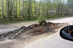 Пермь-Ижевск, около Краснокамска? Там вроде такая ёлочка росла.