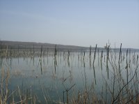 Это что стало с лесопосадкой, когда озеро начало повышаться в уровне.