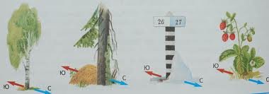 В Омской области подросток 5 дней бродил по тайге и отбился от медведя