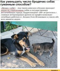 Стая собак загрызла мужчину в Омске