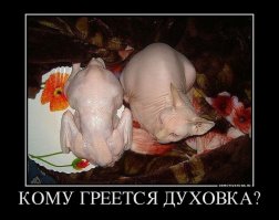 Голые кошки — тайные агенты космических цивилизаций